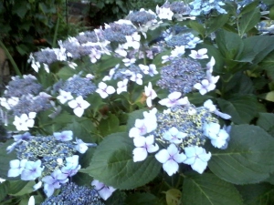 Flowers in the backyard.